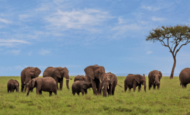 Kenya